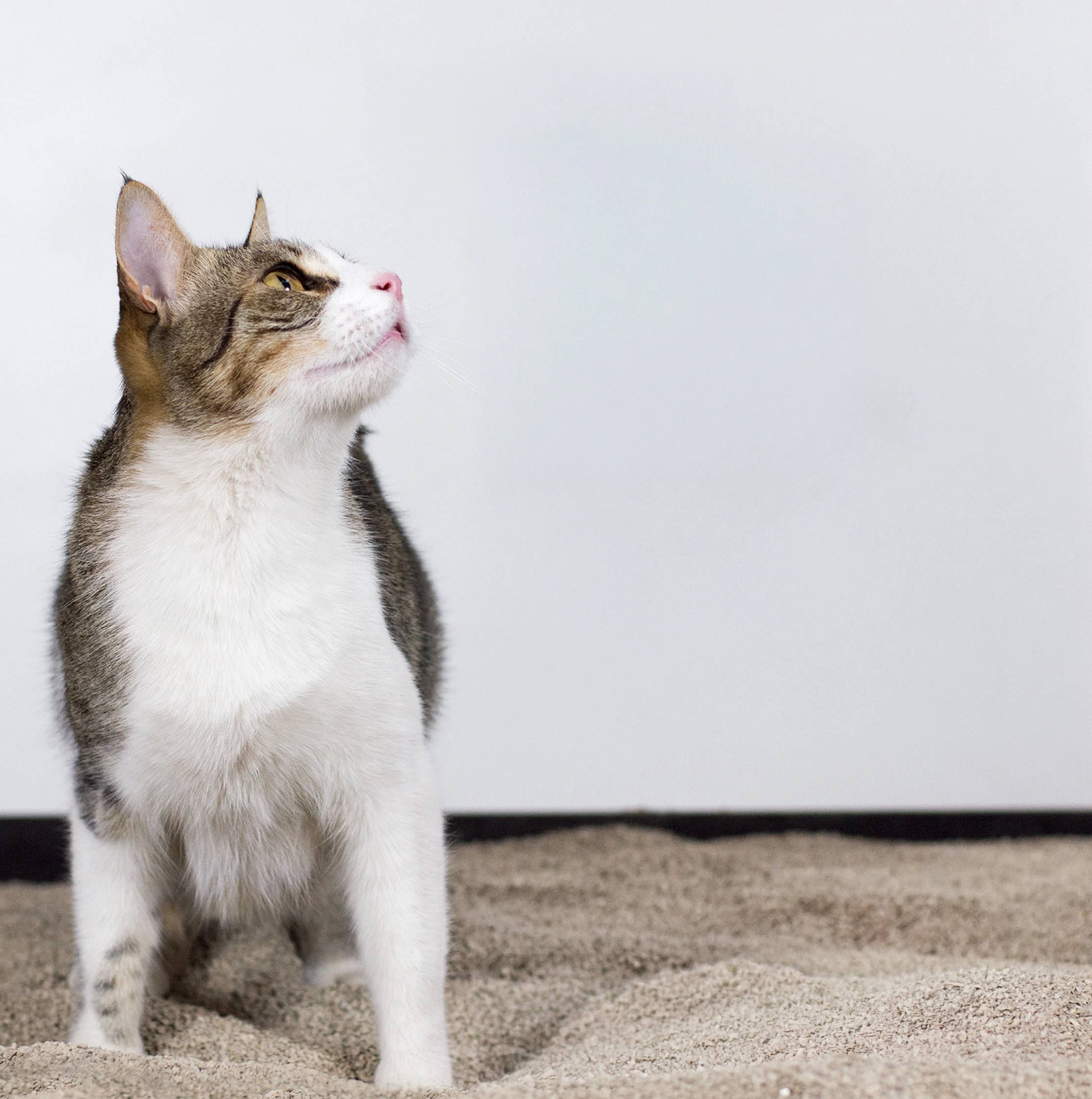 Arena Rubicat