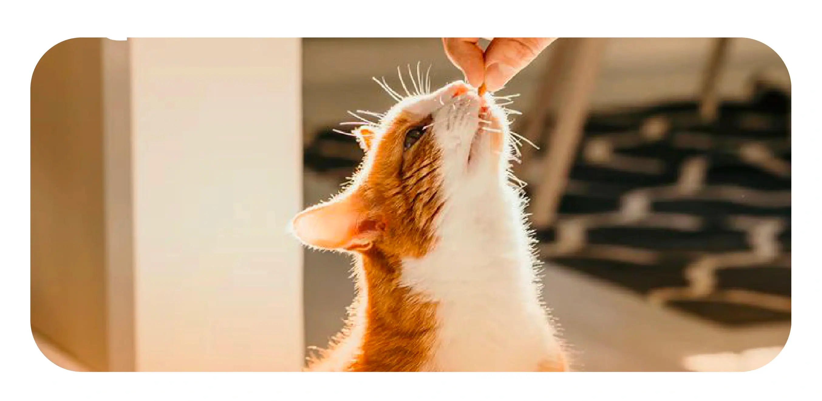 Rubicat origen